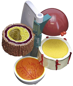 Diabetes Eye-Plus Model