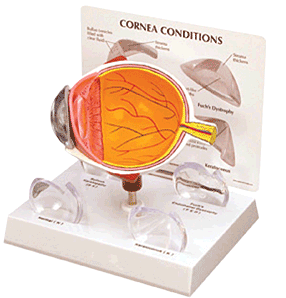 Eye Model, Cornea