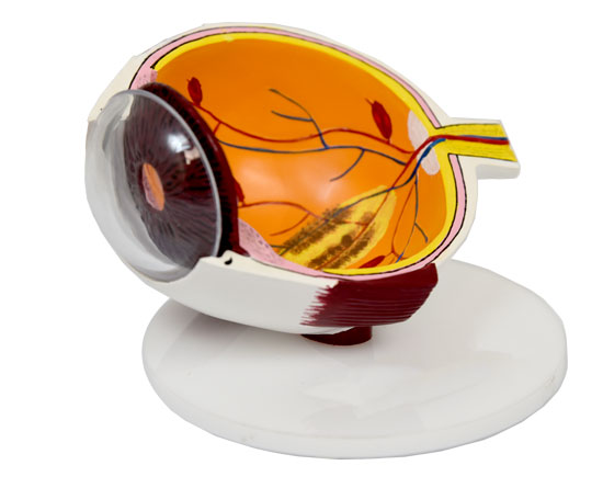 VTD Eye Model – Sacor Inc.